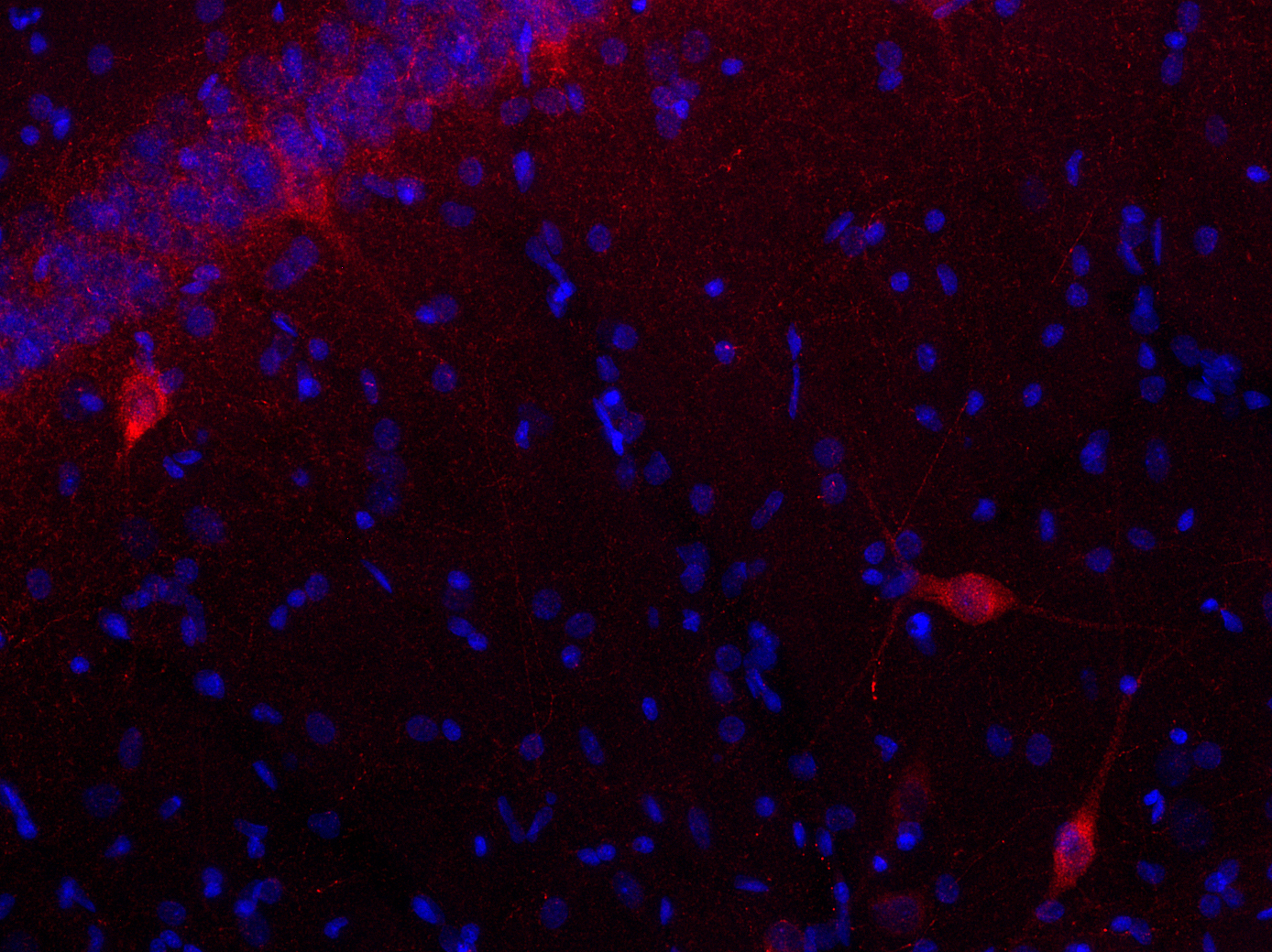 CCK-8, Polyclonal Guinea pig antiserum