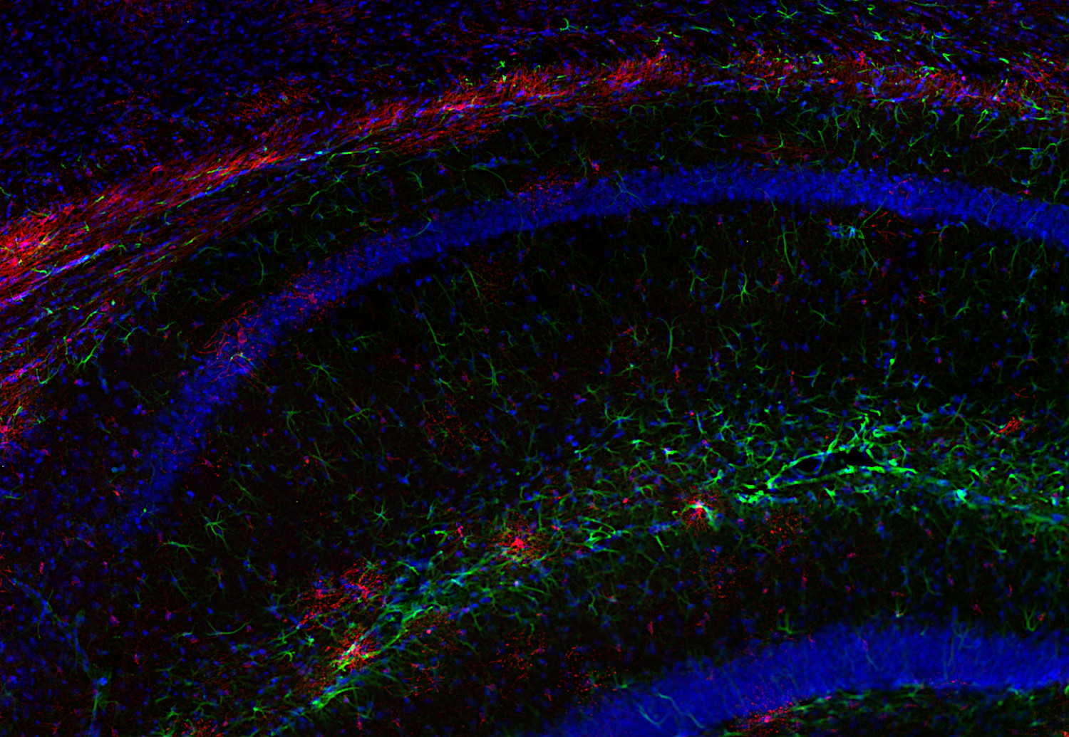 BCAS1 Recombinant rabbit - image 2