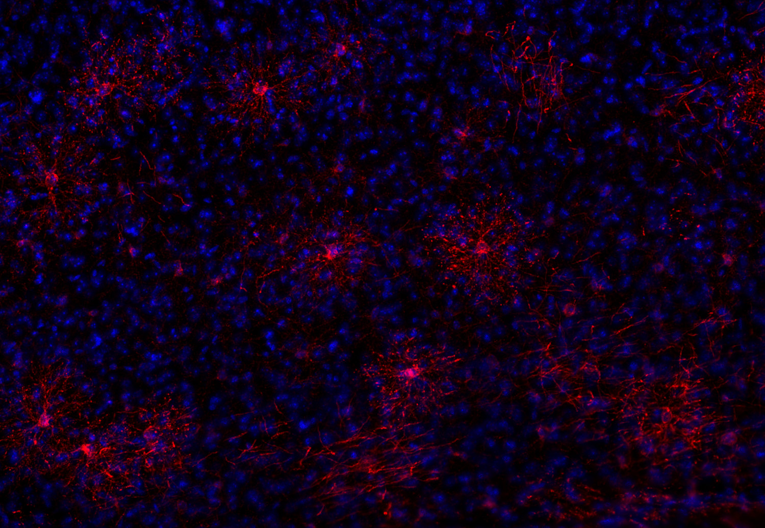 BCAS1 Recombinant rabbit - image 3