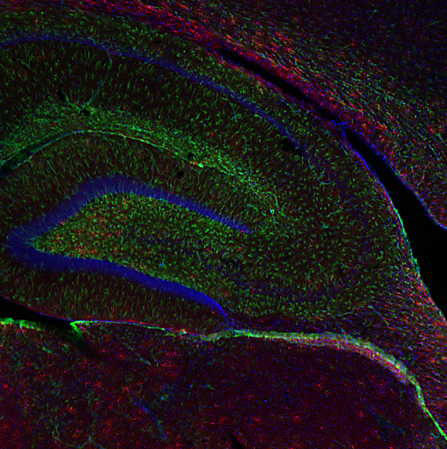 BCAS1 Recombinant rabbit - image 4