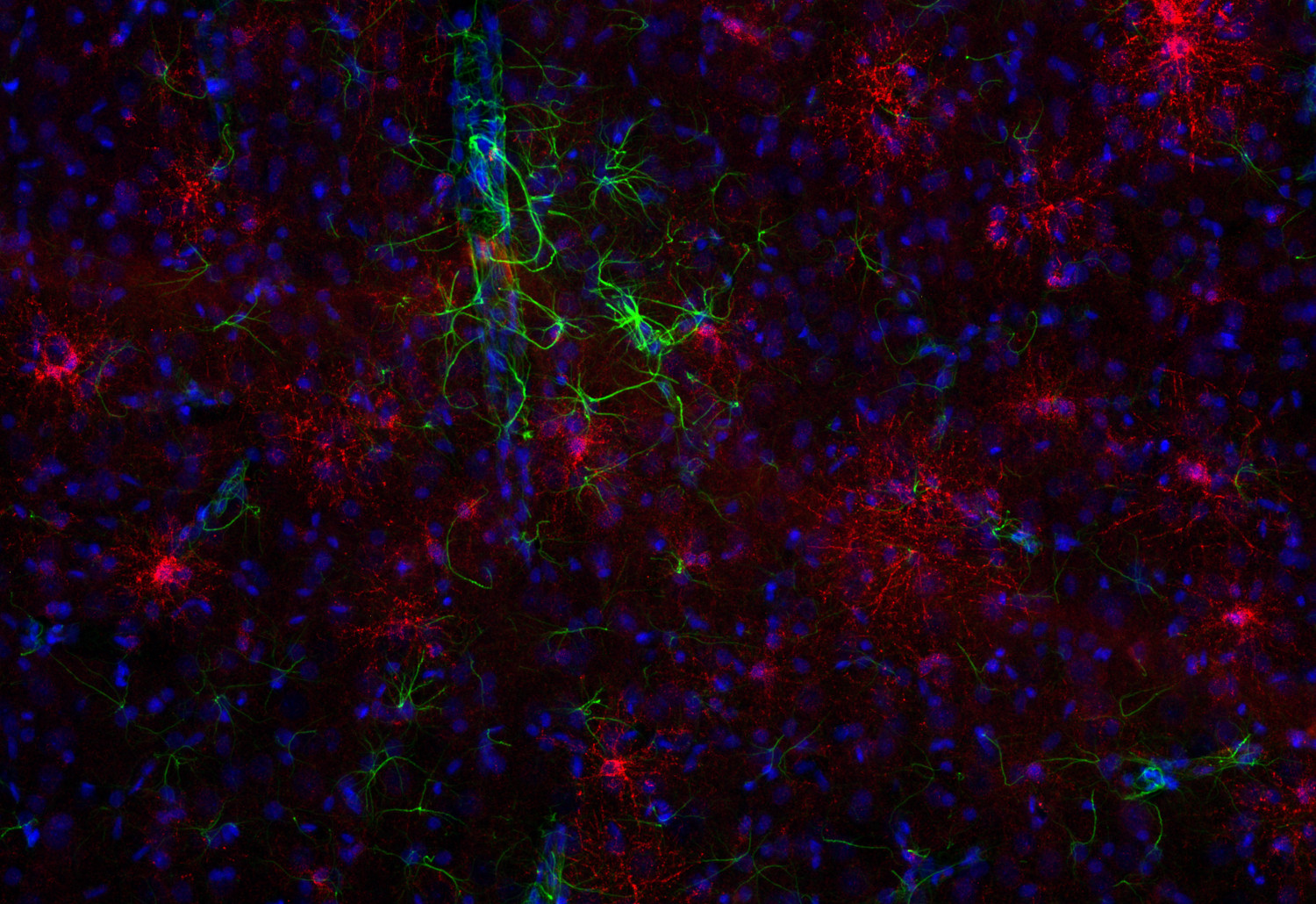 BCAS1 Recombinant rabbit - image 5