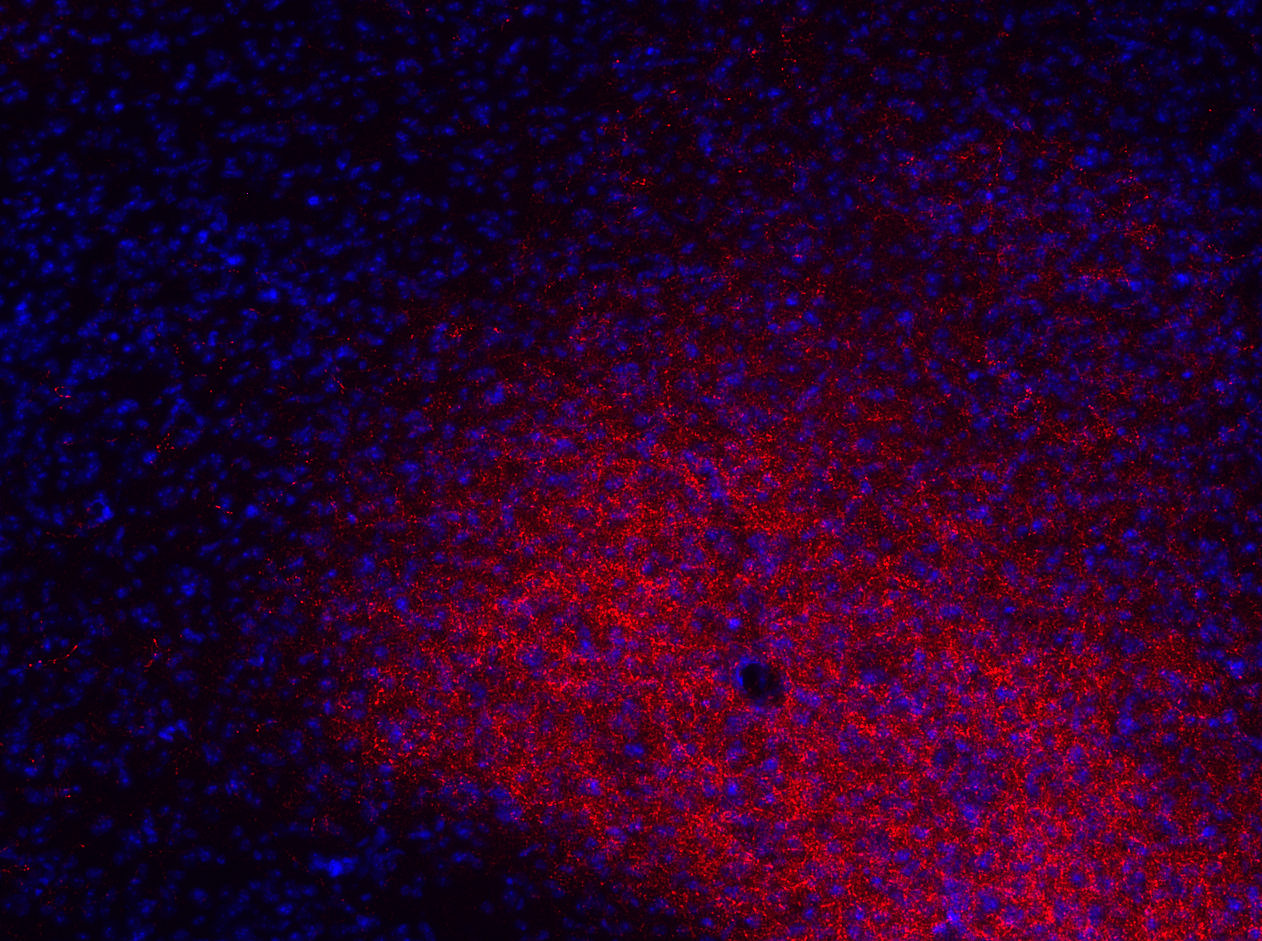 Galanin, Polyclonal Guinea pig antiserum