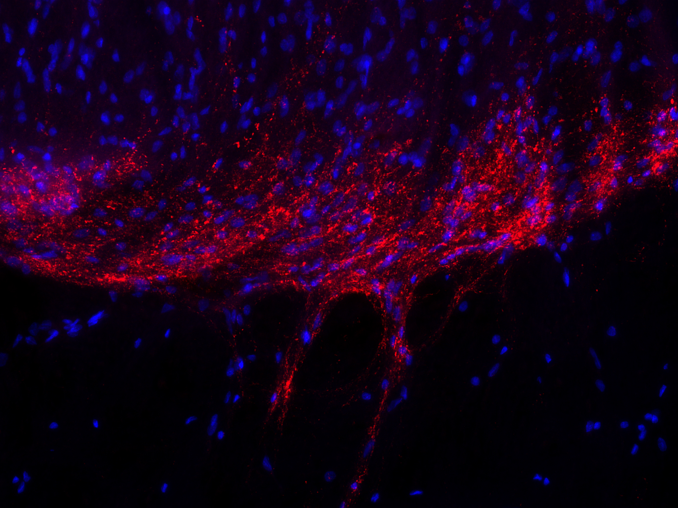 Galanin, Polyclonal Guinea pig antiserum