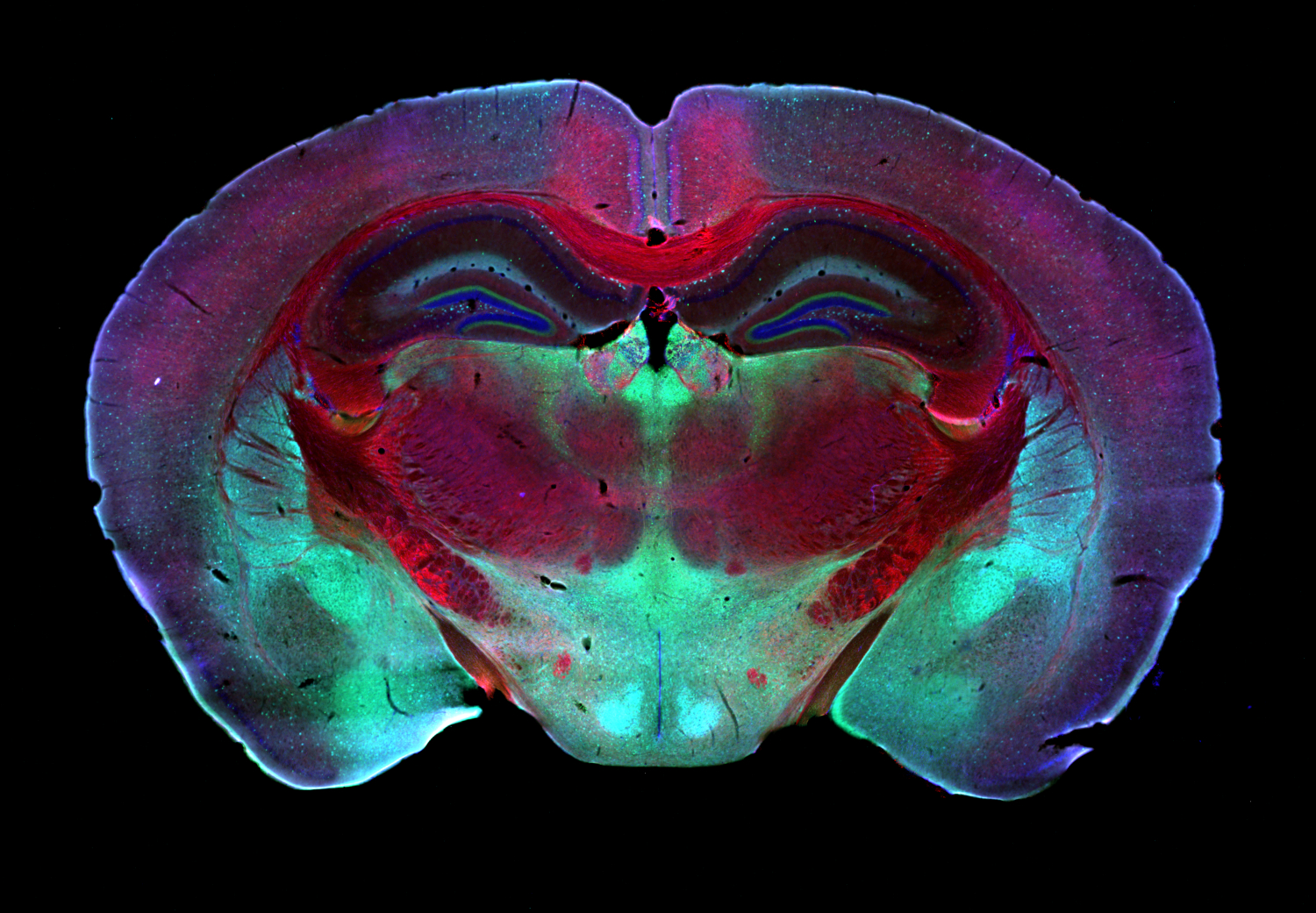 Opalin Recombinant rabbit - image 5