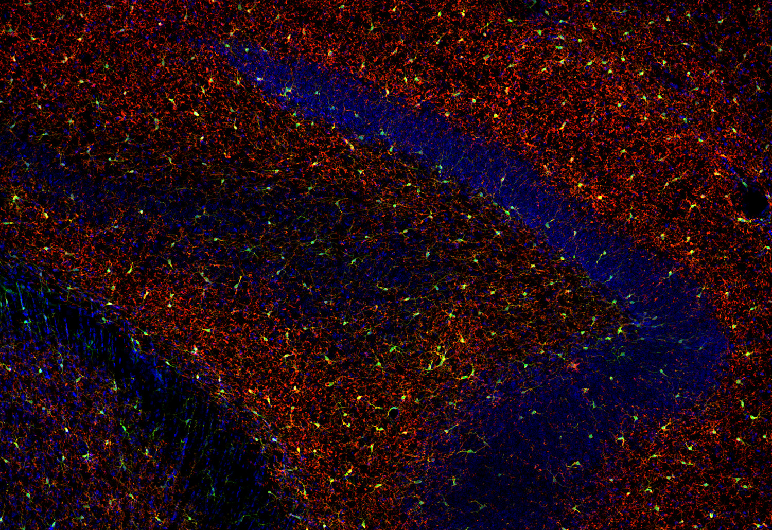 P2Y12 Recombinant Guinea pig - image 2