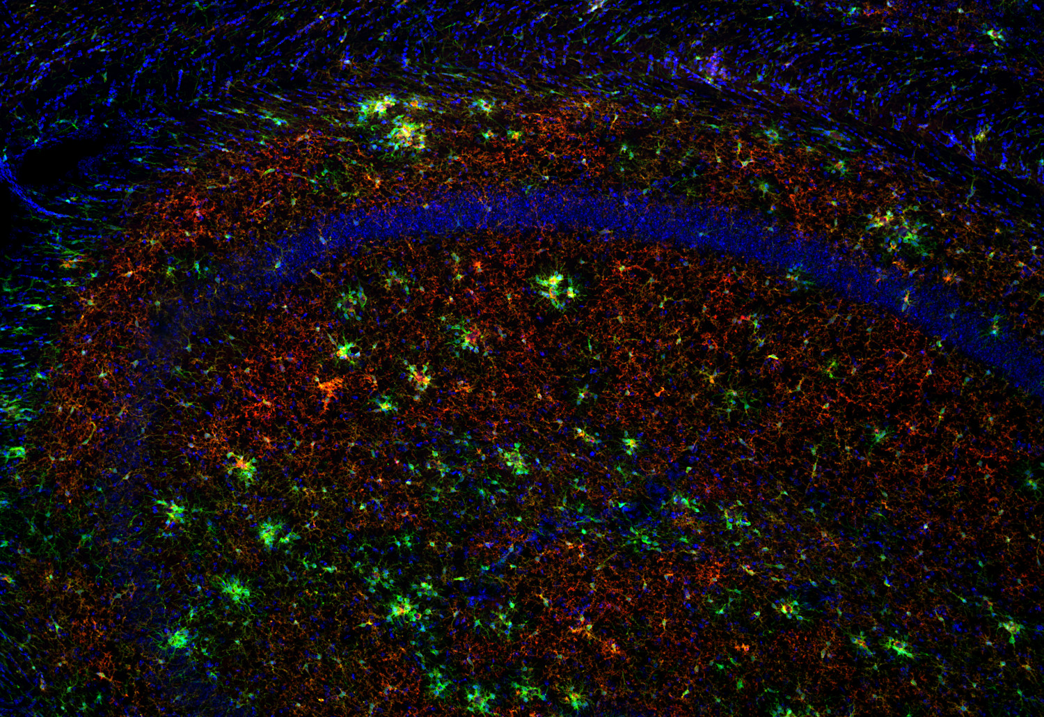 P2Y12 Recombinant Guinea pig - image 3