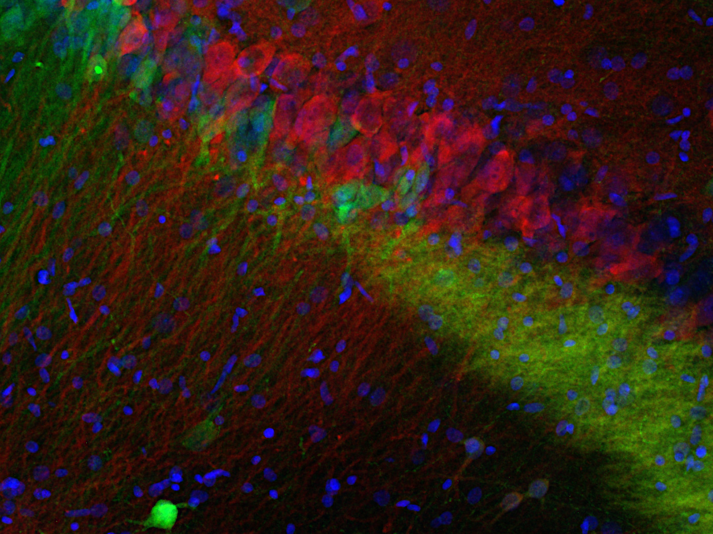 PCP4, Polyclonal Guinea pig antiserum