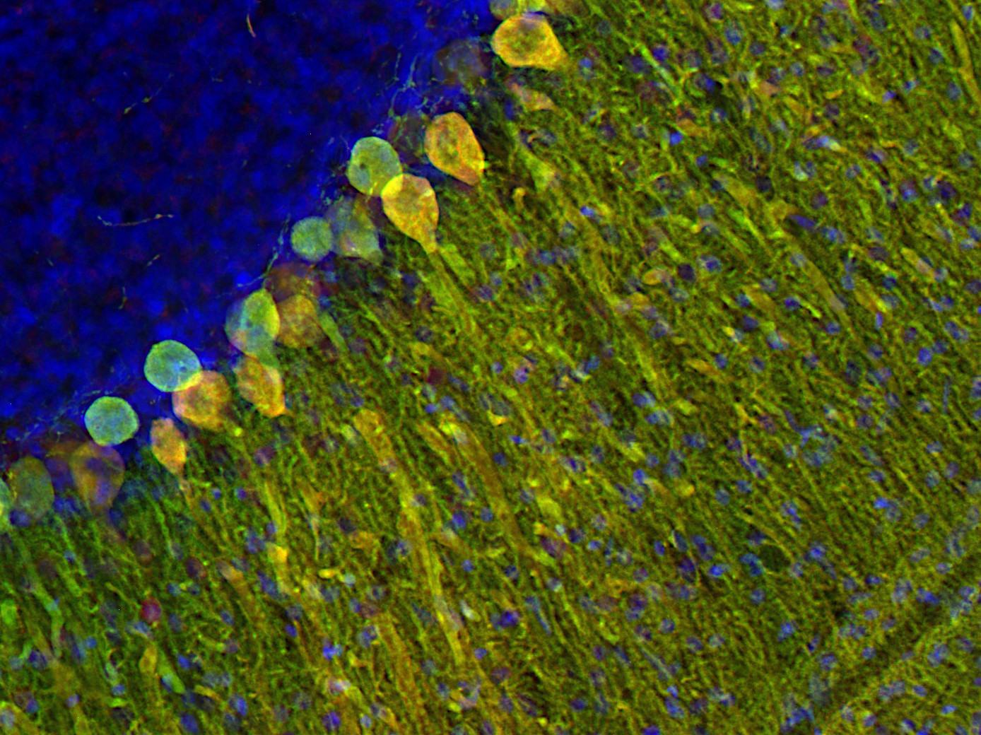 PCP4, Polyclonal Guinea pig antiserum