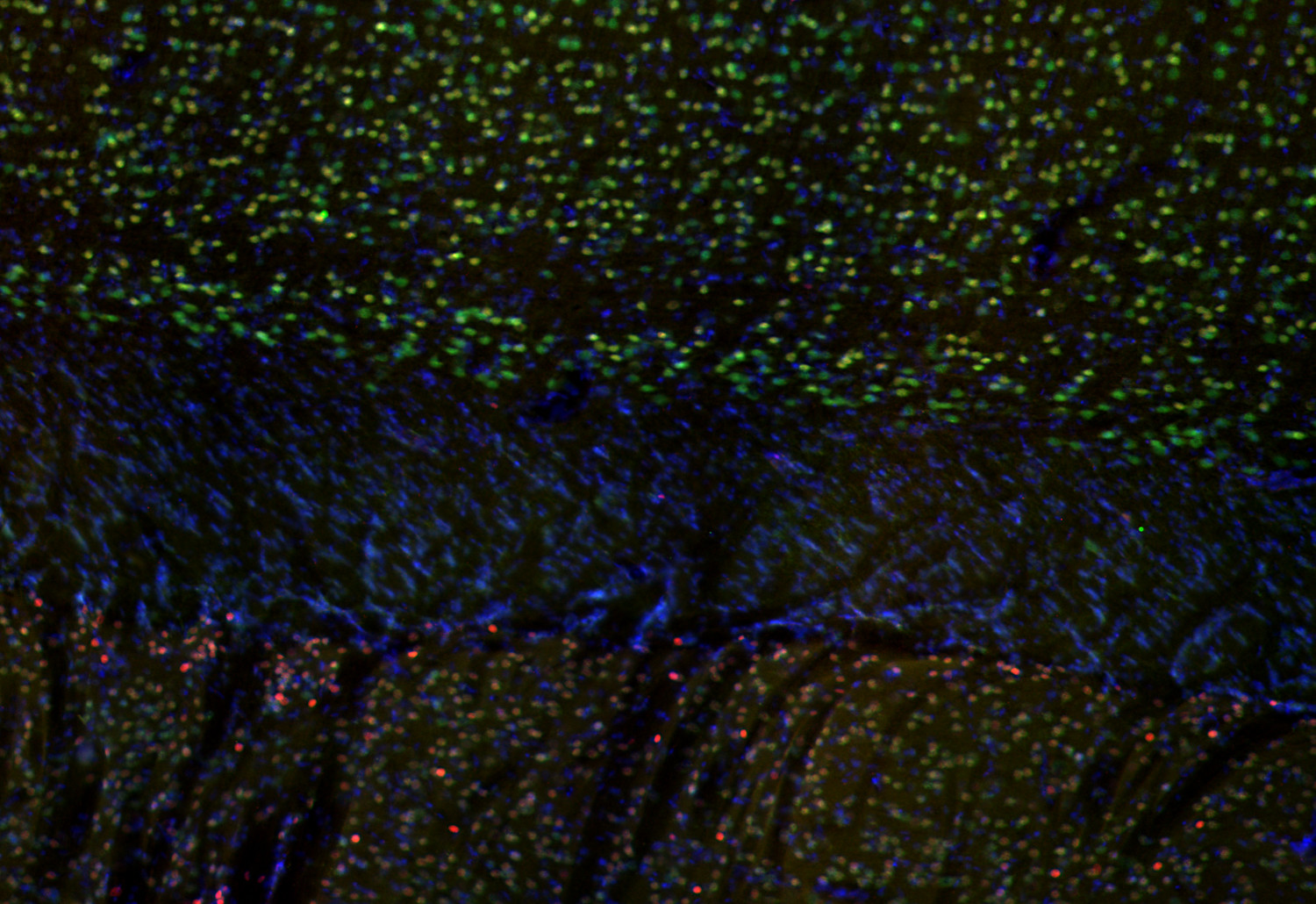 FoxP2, Polyclonal Guinea pig antiserum