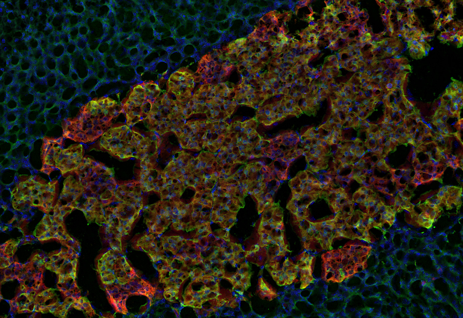 Dopamine beta-hydroxylase Polyclonal Guinea pig antiserum - image 3