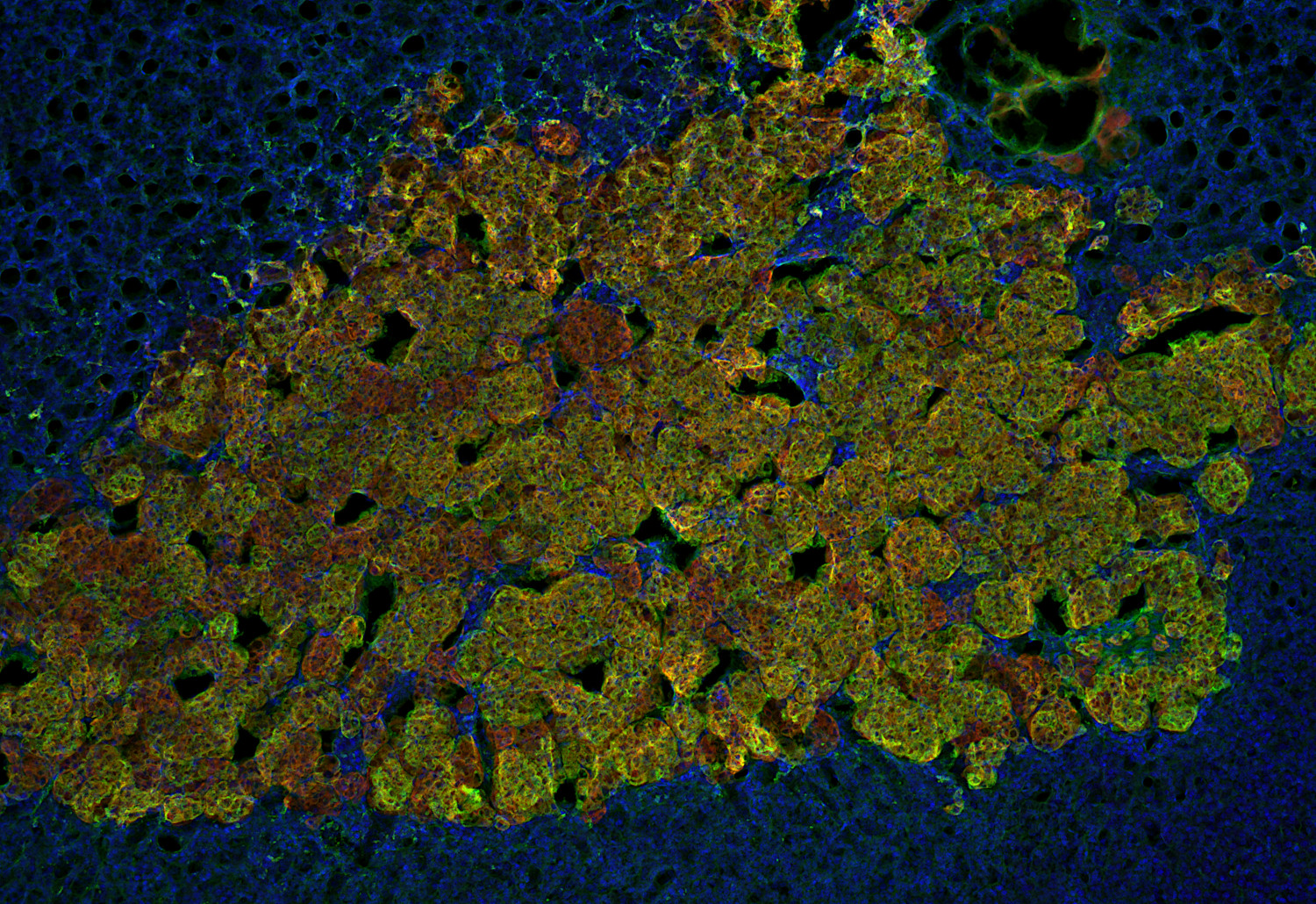 Dopamine beta-hydroxylase Polyclonal Guinea pig antiserum - image 4
