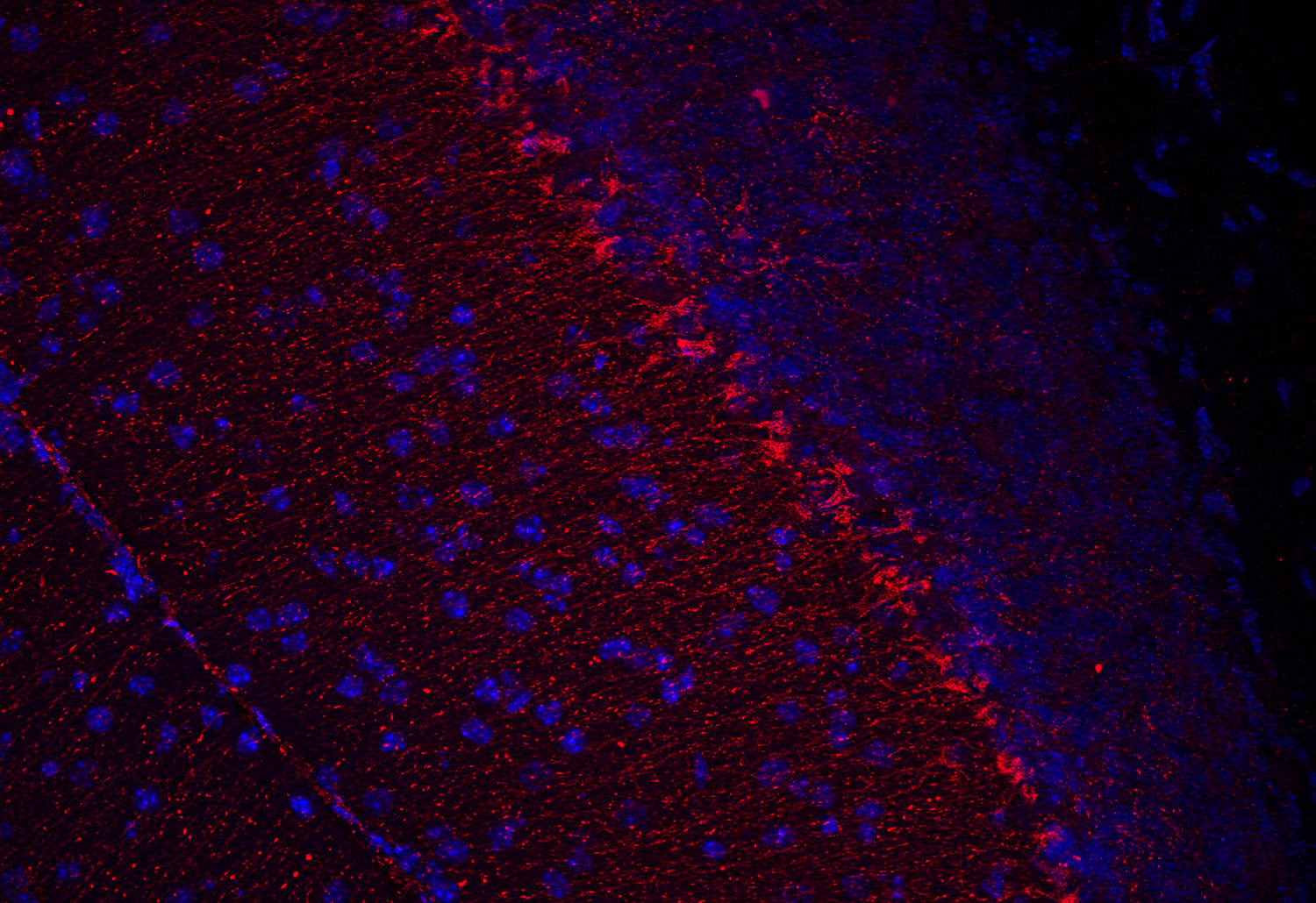 Glutamate dehydrogenase Polyclonal Guinea pig antiserum - image 5