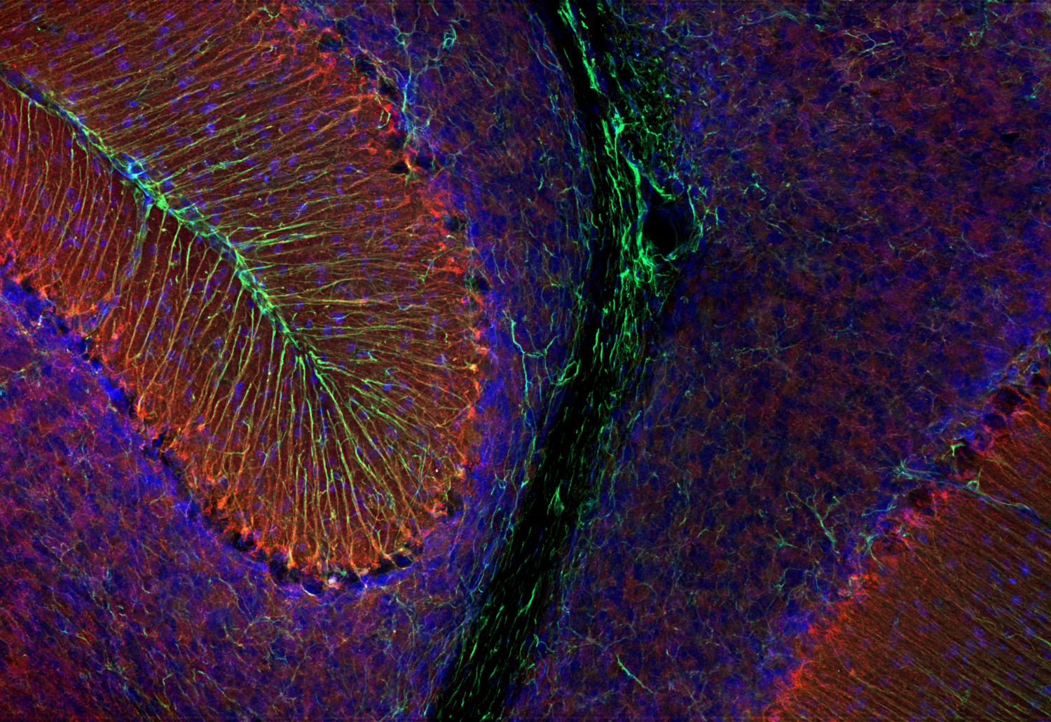 GC2, Polyclonal Guinea pig antiserum