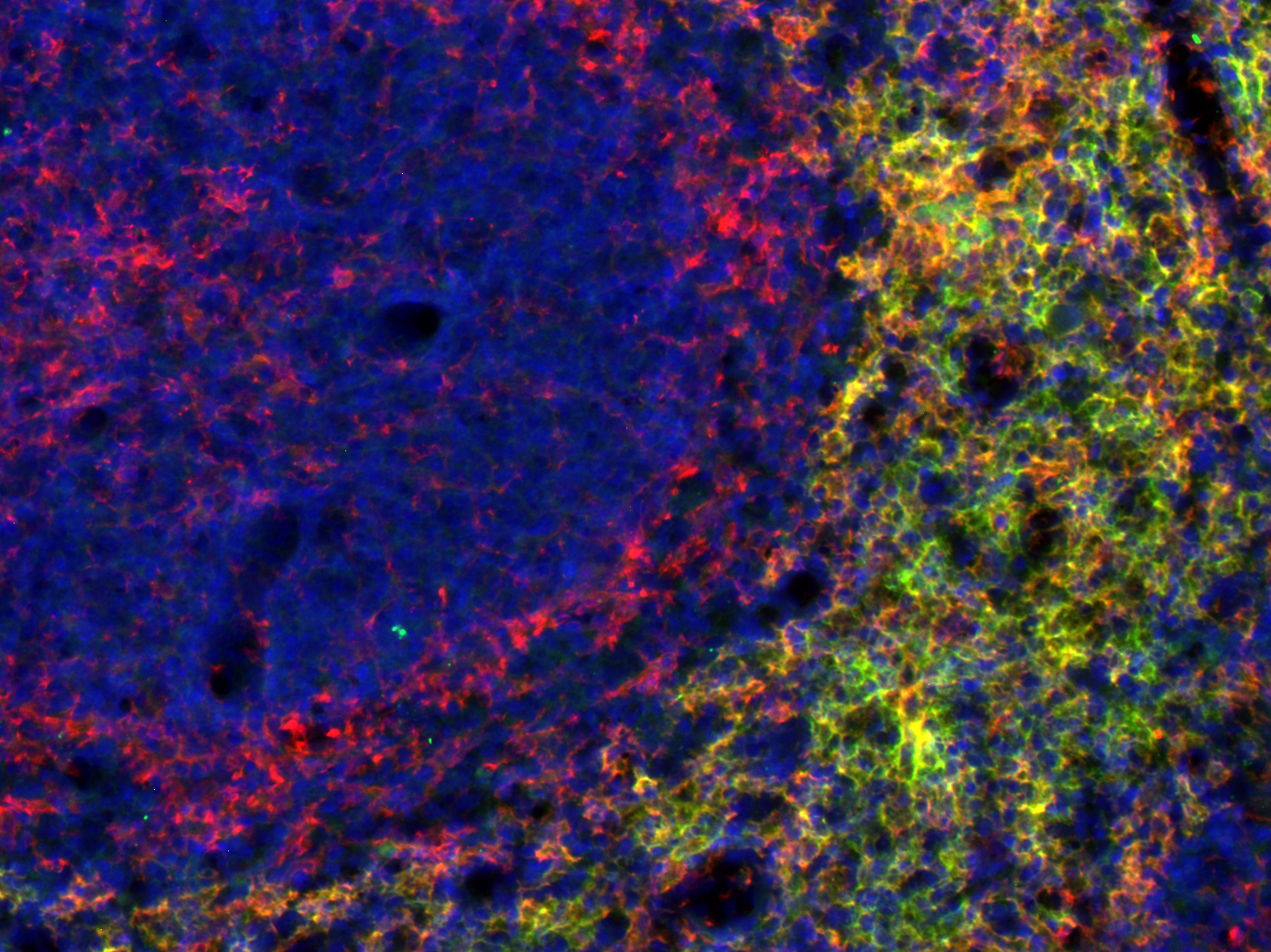 IBA1 Recombinant rabbit - image 3