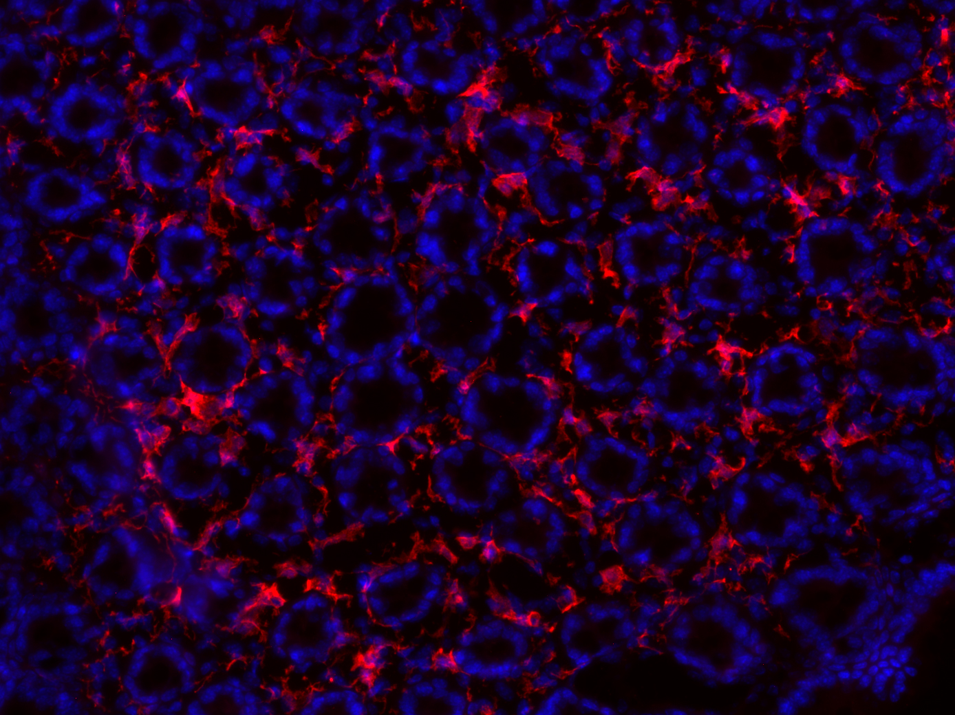 IBA1 Recombinant rabbit - image 4