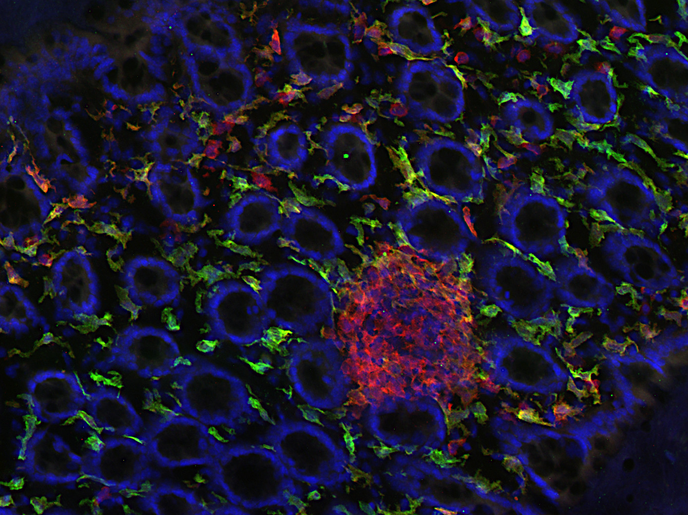 IBA1 Recombinant Guinea pig - image 3