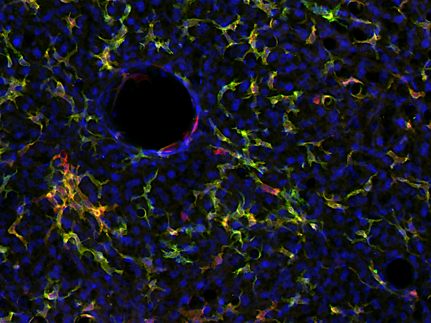 IBA1 Recombinant Guinea pig - image 4