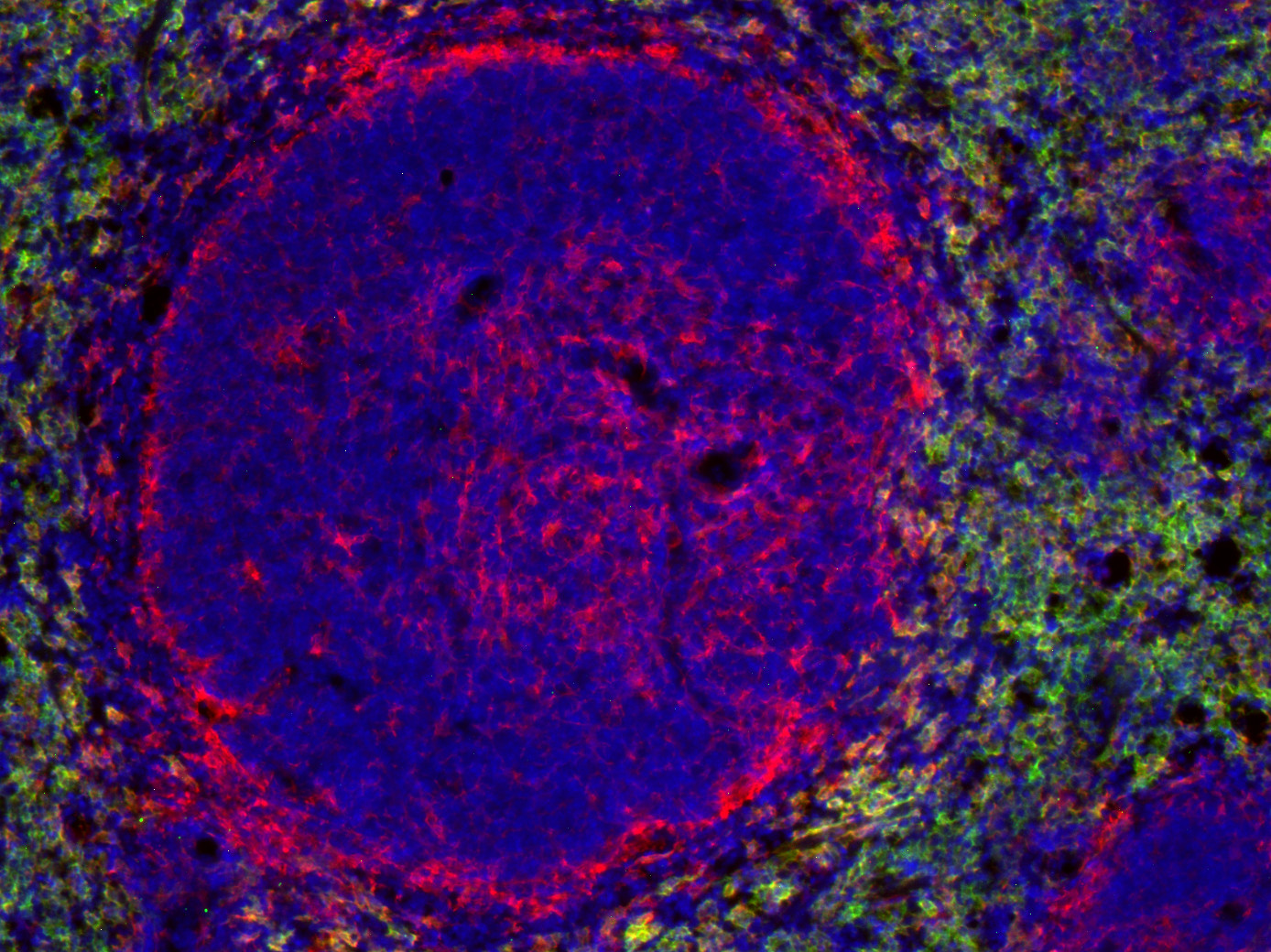 IBA1 Recombinant Guinea pig - image 5