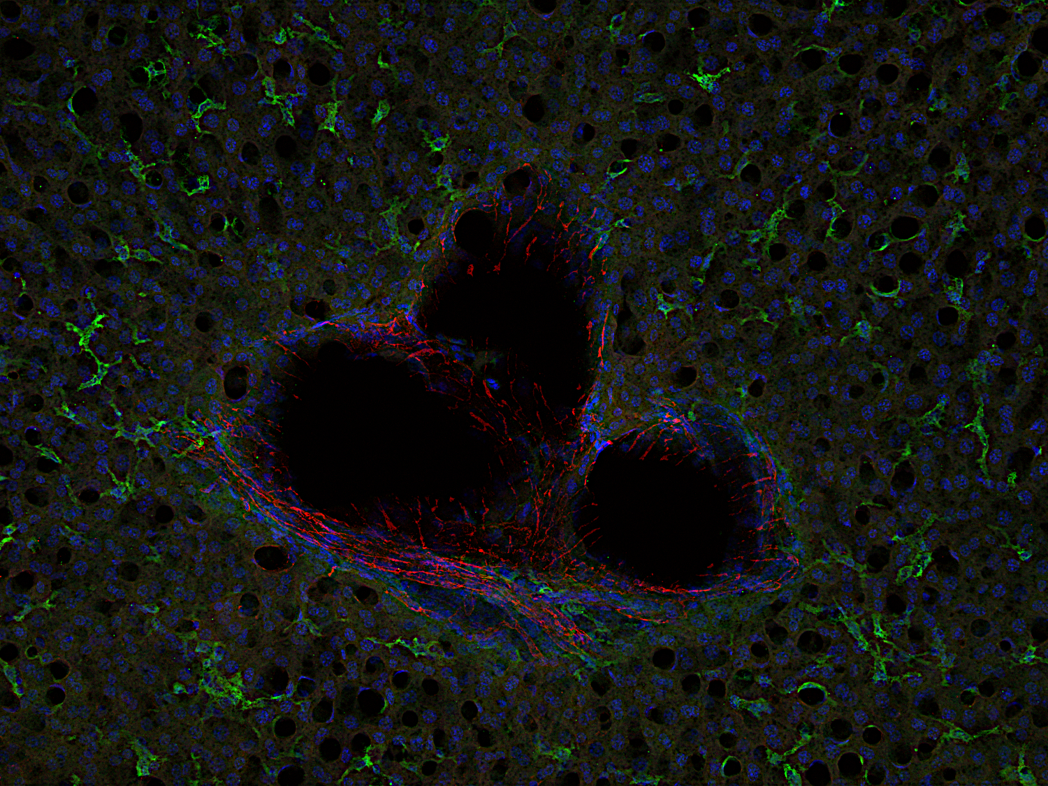 CD31 Recombinant rabbit - image 2