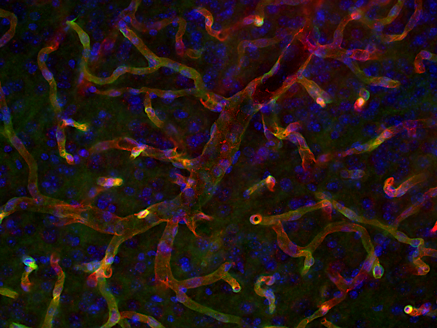 CD31 Recombinant rabbit - image 3