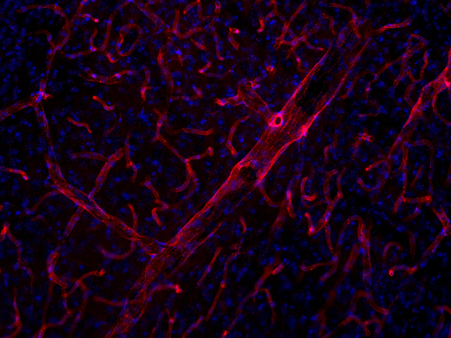 CD31 Recombinant rabbit - image 4