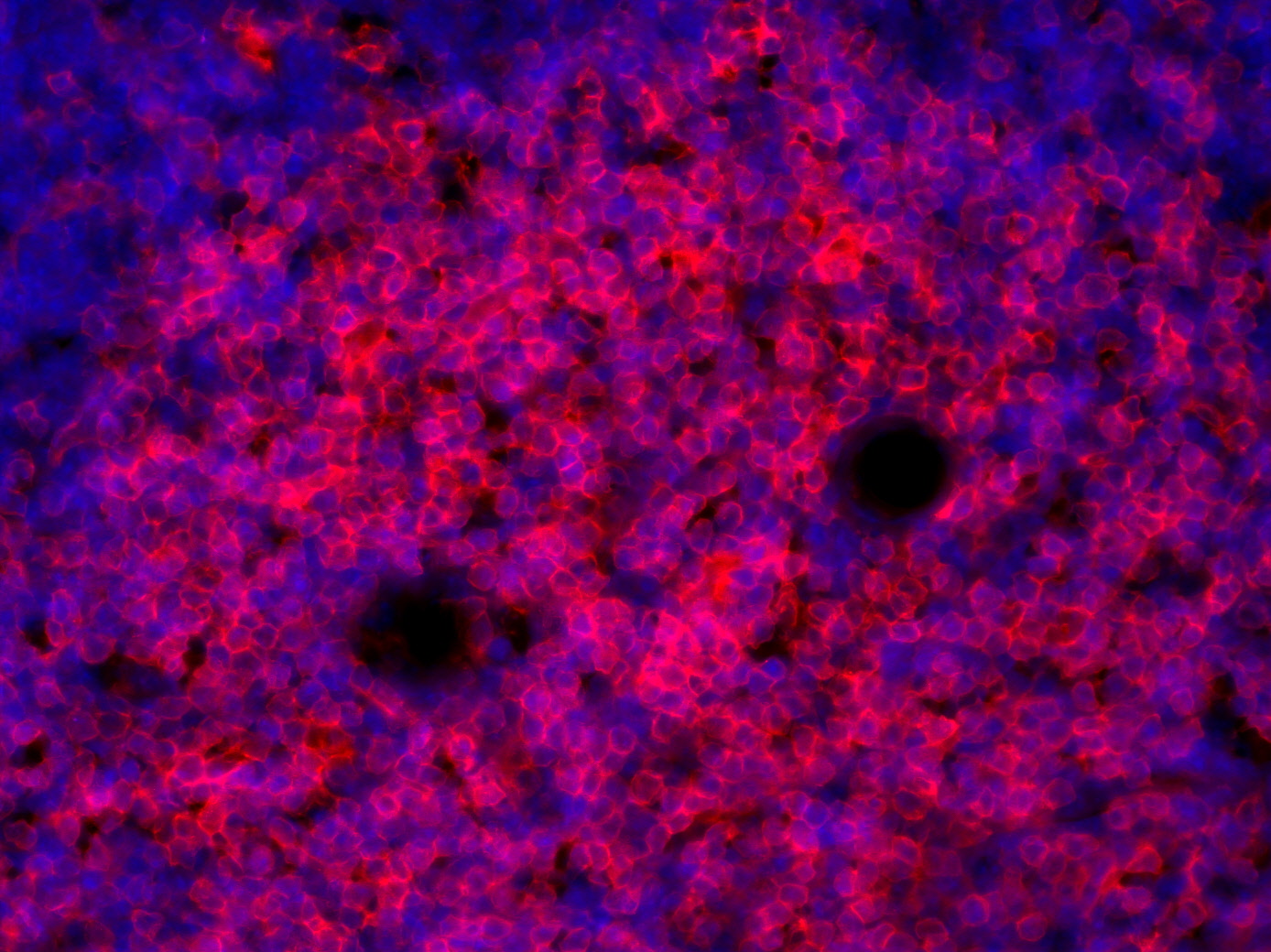CD4, Recombinant rabbit