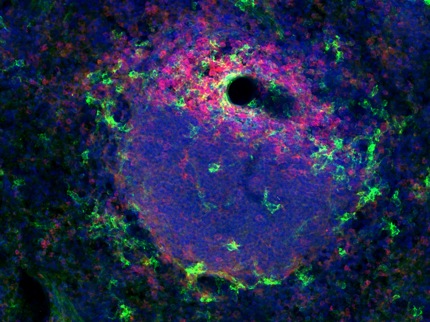 CD8a, Polyclonal rabbit purified antibody