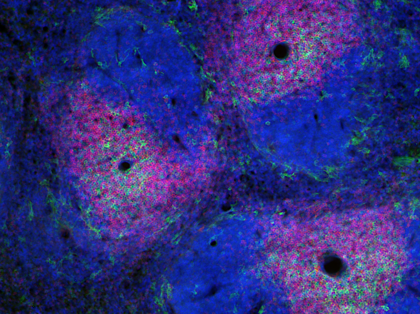 CD4, Recombinant Guinea pig