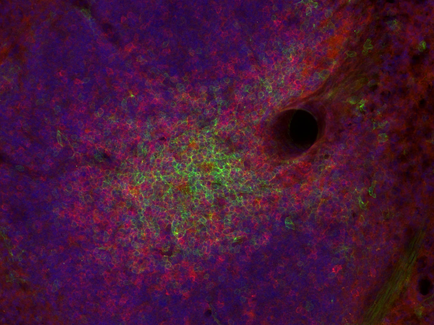 CD8a, Polyclonal rabbit purified antibody
