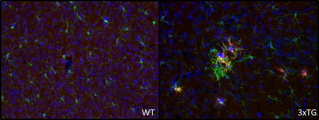 CD11c Polyclonal Guinea pig antiserum - image 2