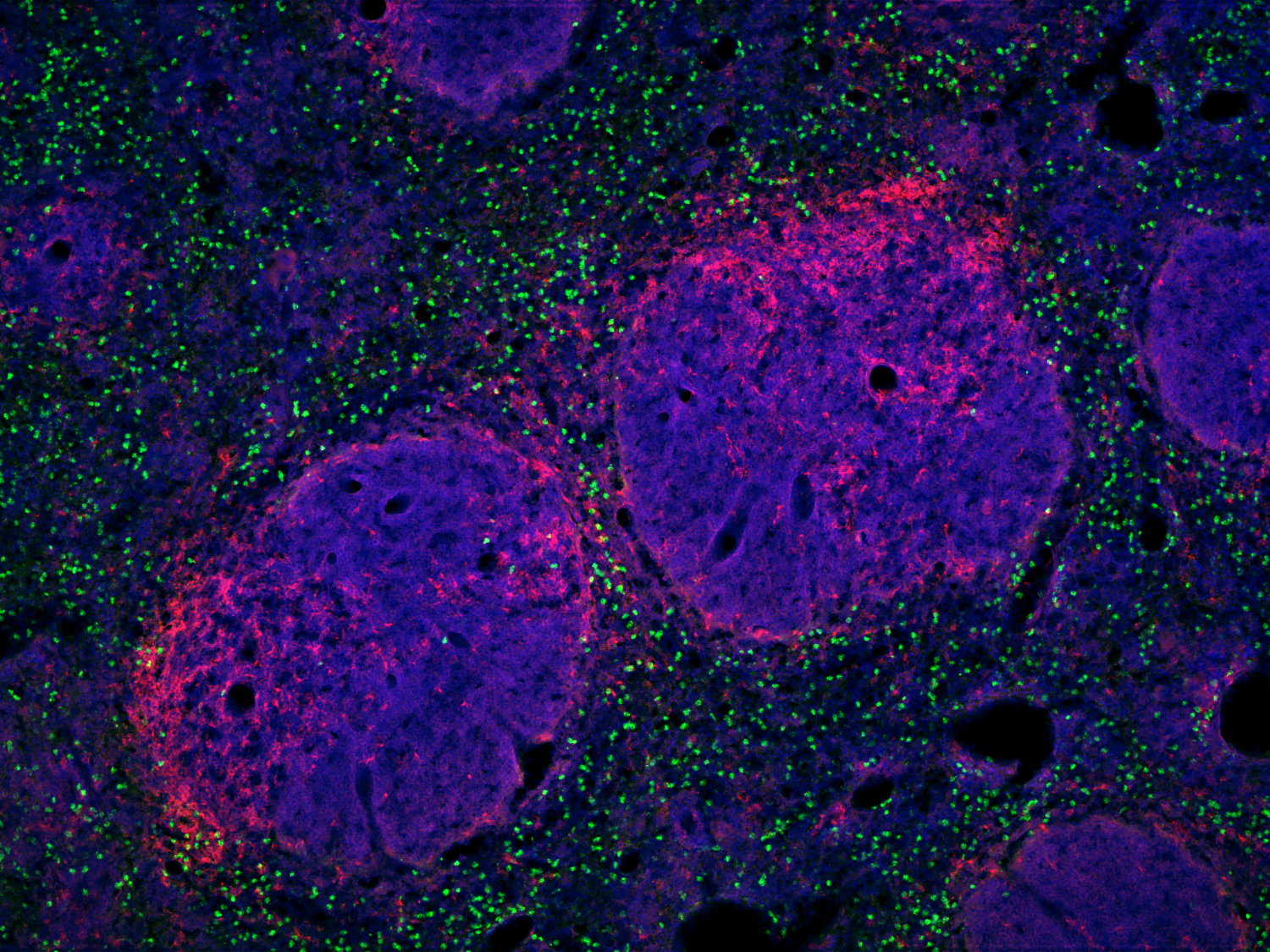 CD11c Recombinant rabbit - image 1