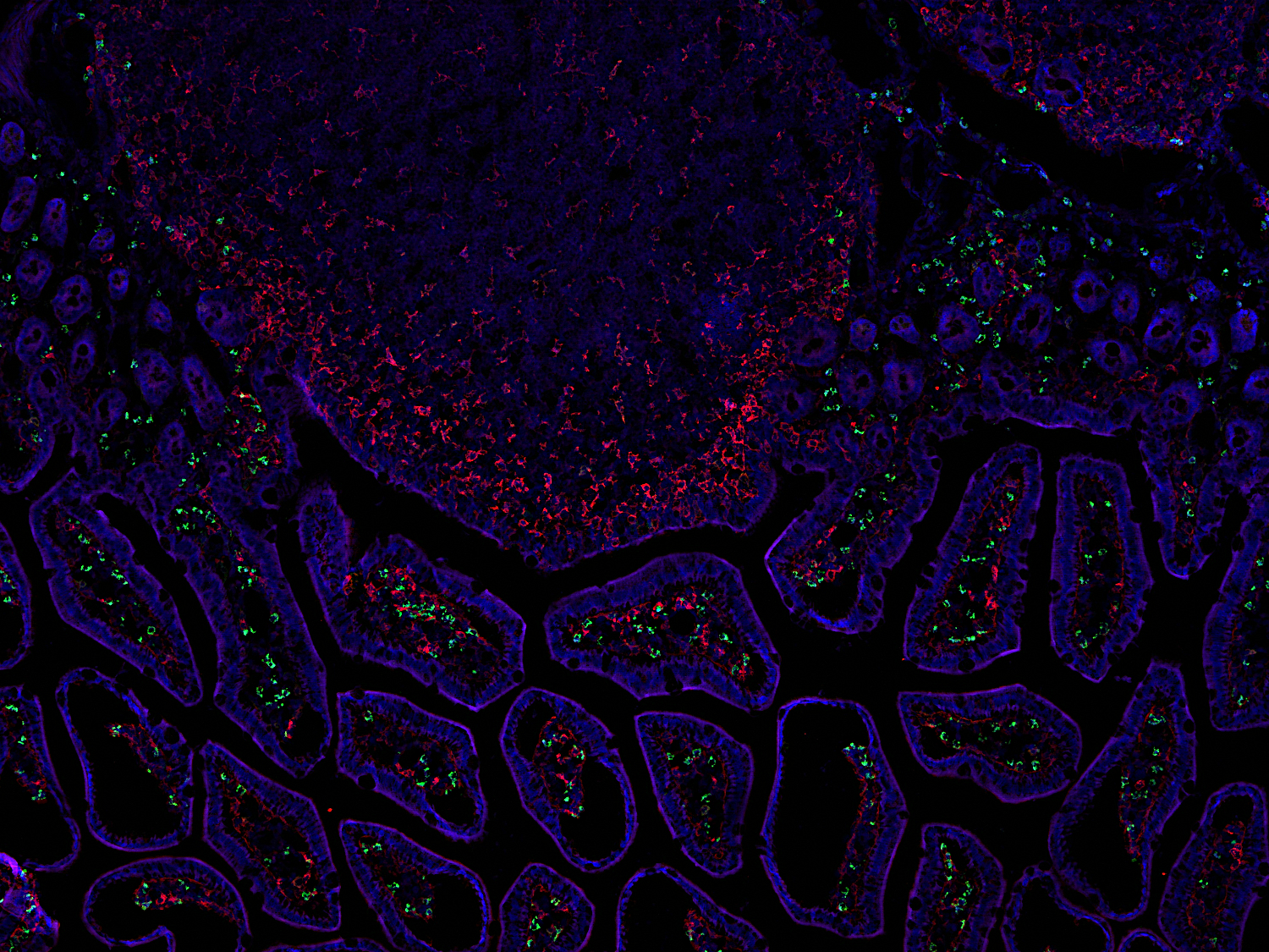 CD11c Recombinant rabbit - image 2