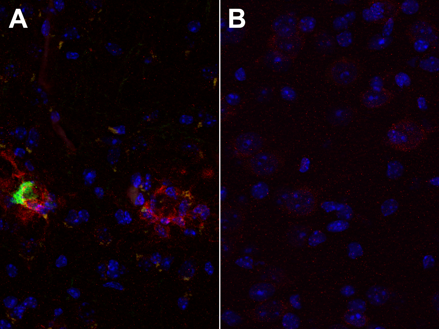 CD11c Recombinant rabbit - image 3