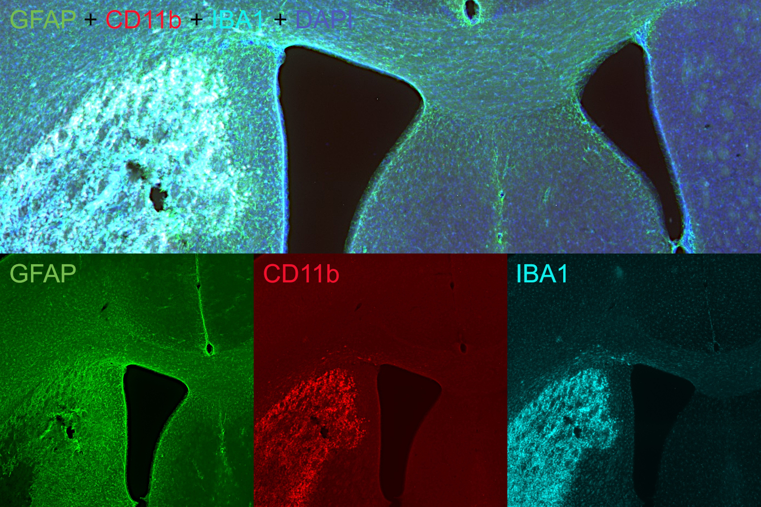 CD11b Recombinant rabbit - image 3