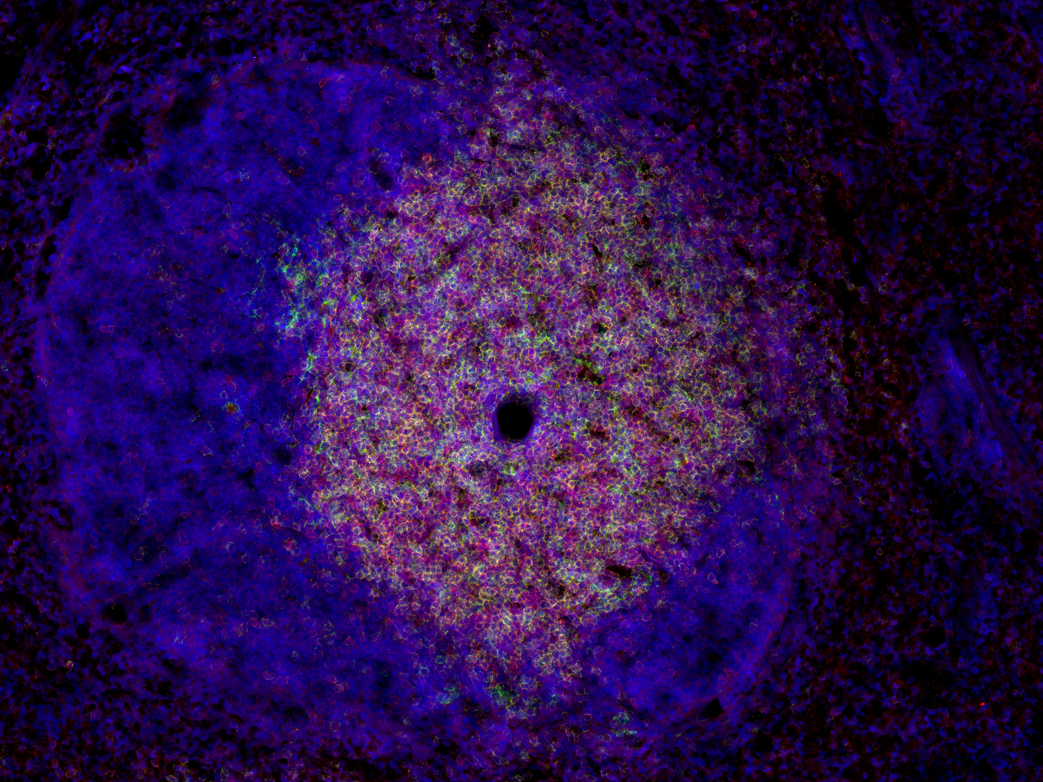 CD3e Recombinant rabbit - image 1