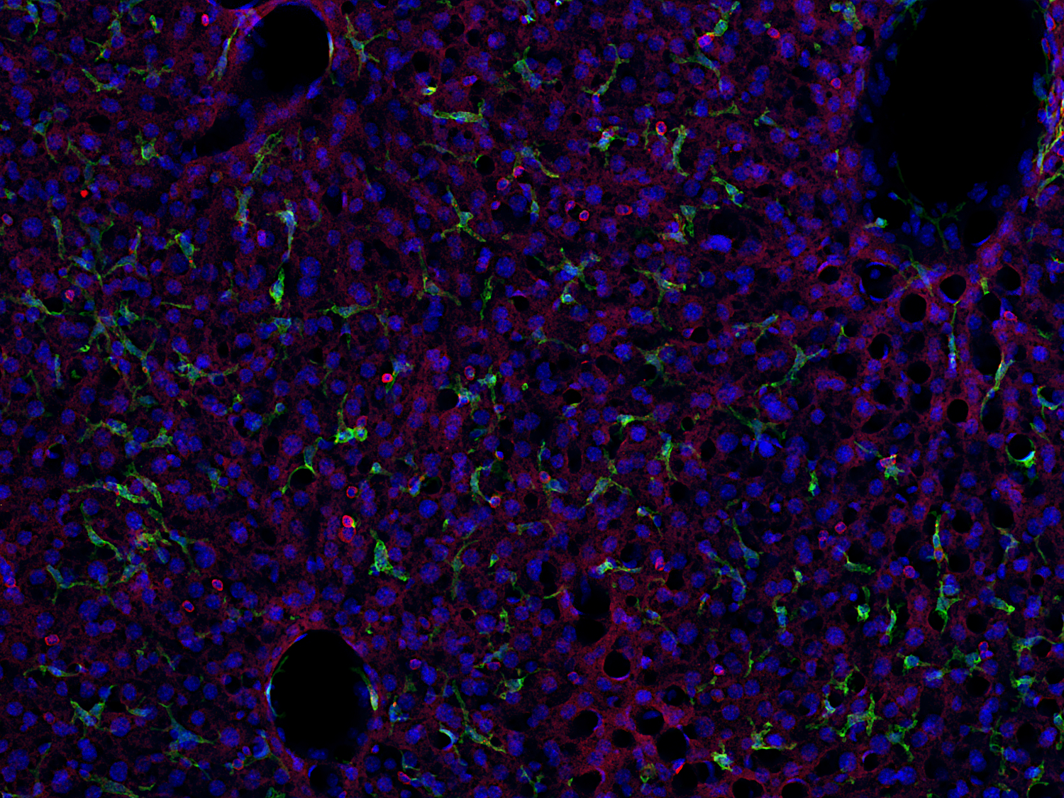 CD45 Recombinant rabbit - image 1