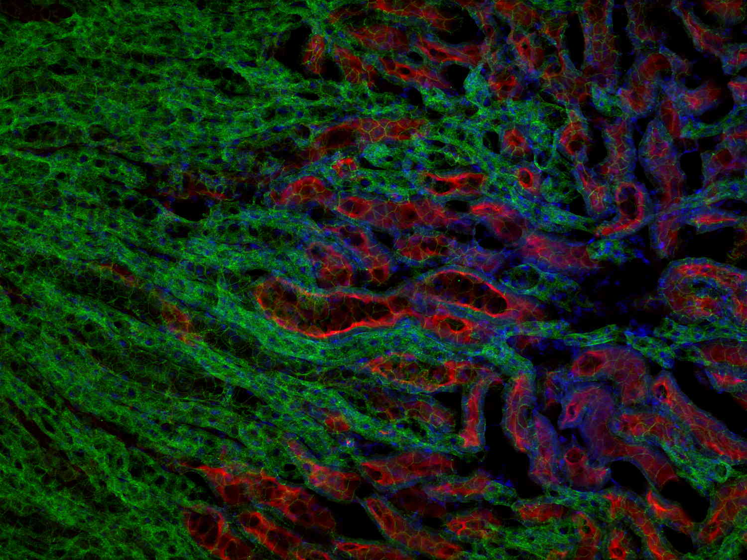 DPP4, Polyclonal Guinea pig antiserum