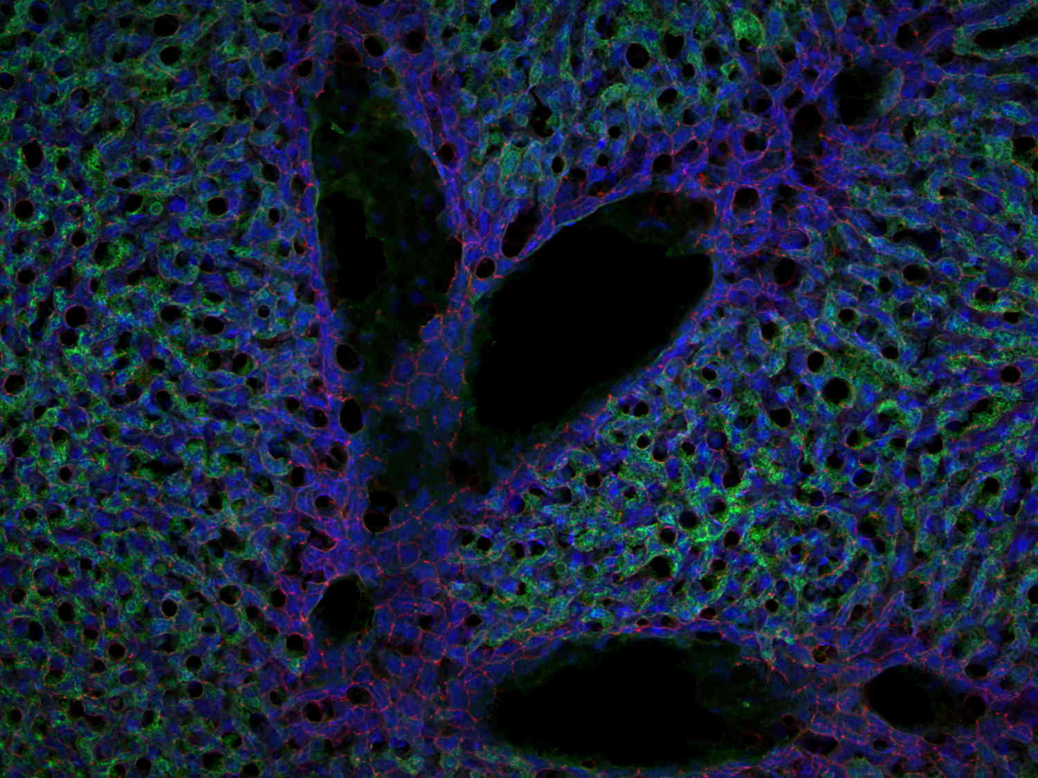 DPP4, Polyclonal Guinea pig antiserum
