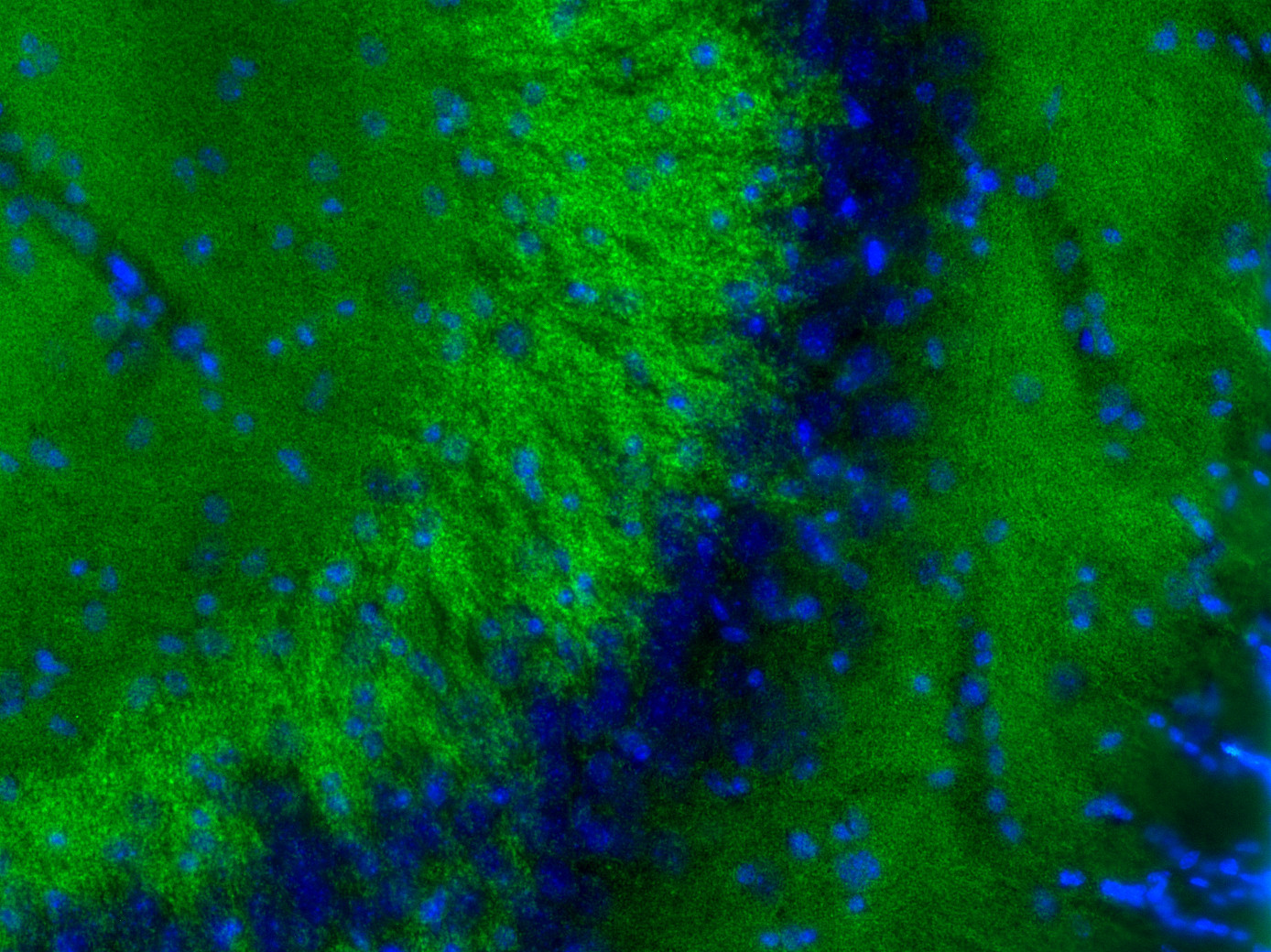 VGluT1 sdAb Single Domain camelid - image 2