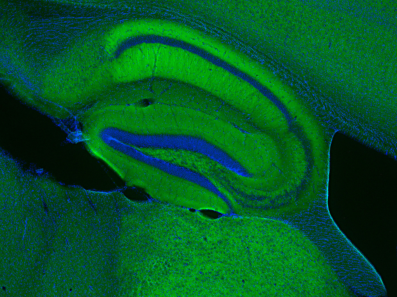 VGluT1 sdAb Single Domain camelid - image 3