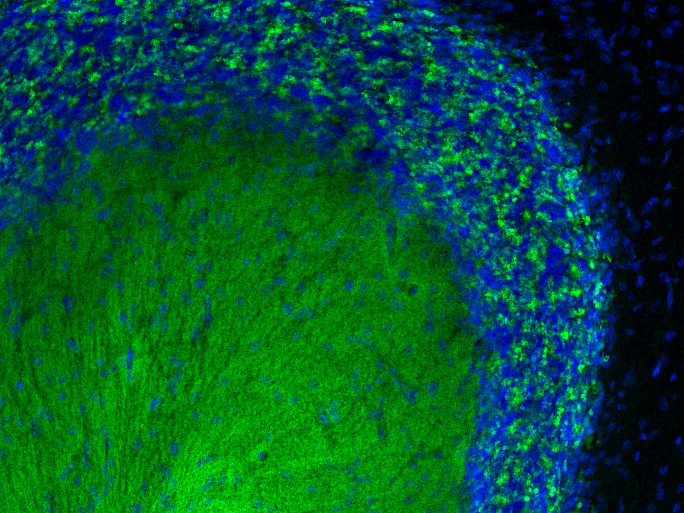 VGluT1 sdAb Single Domain camelid - image 4