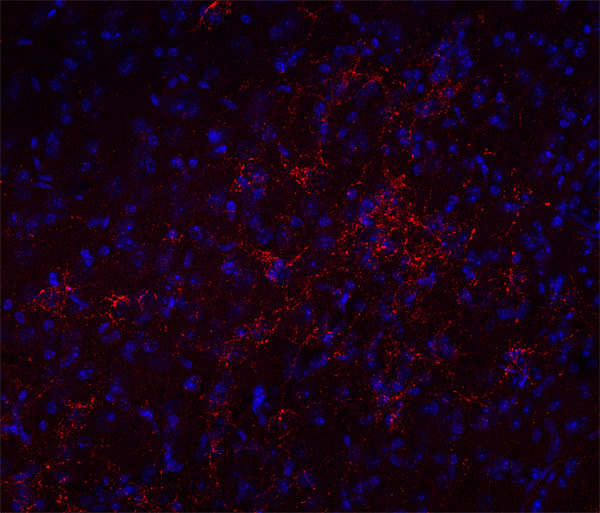 Synaptic Systems - VGLUT2