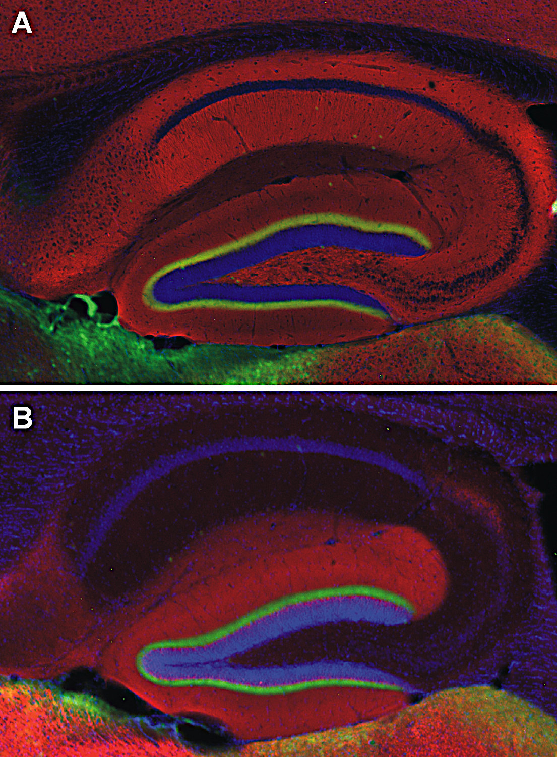 Synaptic Systems - VGLUT1