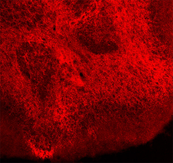 Synaptic Systems - VGLUT2