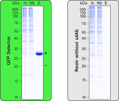 GFP Selector Single Domain camelid - image 1