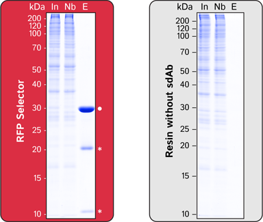 RFP Selector Single Domain camelid - image 1