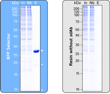 tagFP Selector Single Domain camelid - image 1