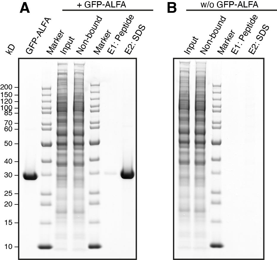 ALFA Selector ST magnetic agarose Single Domain camelid - image 1