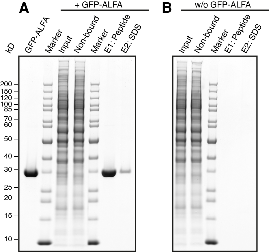 ALFA Selector CE magnetic agarose Single Domain camelid - image 1