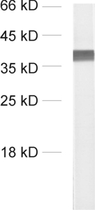 Synaptophysin1 Polyclonal rabbit antiserum - image 1
